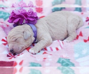 Goldendoodle Puppy for sale in CAMERON PARK, CA, USA
