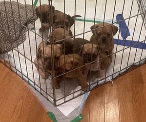 Puggle Litter for sale in GARNER, NC, USA