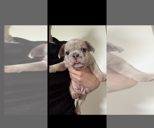 Medium Photo #2 French Bulldog Puppy For Sale in WARMINSTER, PA, USA