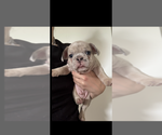 Small #1 French Bulldog