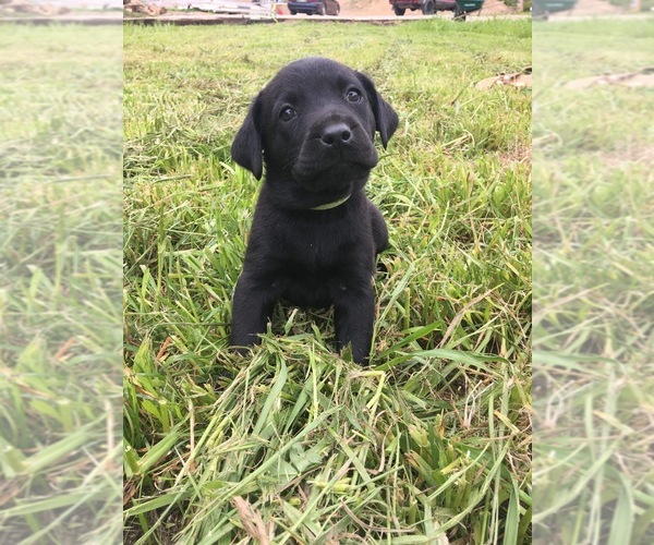 Medium Photo #4 Labrador Retriever Puppy For Sale in GLEN MARY, TN, USA