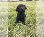 Small Photo #4 Labrador Retriever Puppy For Sale in GLEN MARY, TN, USA
