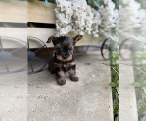 Yorkshire Terrier Litter for sale in EULESS, TX, USA