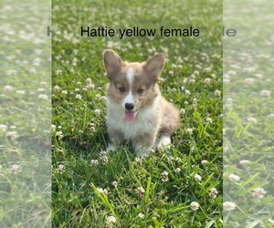 Pembroke Welsh Corgi Puppy for Sale in WYOMING, Illinois USA