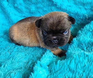 French Bulldog Puppy for sale in LAS VEGAS, NV, USA