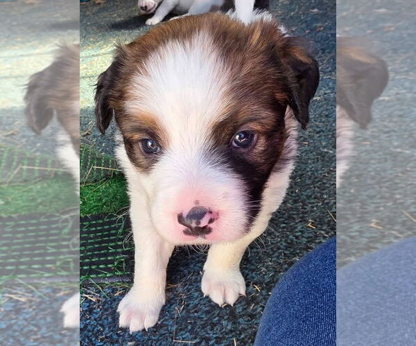 Medium Photo #6 Australian Shepherd-Unknown Mix Puppy For Sale in OKLAHOMA CITY, OK, USA