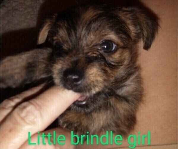 View Ad Chorkie Litter of Puppies for Sale near North Carolina