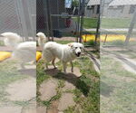 Small #4 Great Pyrenees Mix