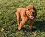 Puppy Lexi Irish Setter