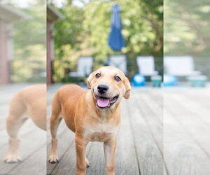 Crackers - Male Labrador Retriever-Unknown Mix Dog for Adoption - Photo #4
