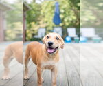 Small Photo #4 Labrador Retriever-Unknown Mix Puppy For Sale in Germantown, OH, USA