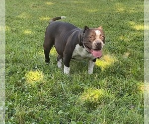 Mother of the American Bully puppies born on 10/10/2022