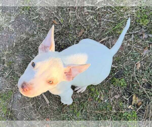 Medium Photo #1 Mutt Puppy For Sale in  Gainesville, FL, USA