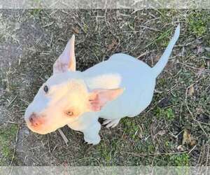 Mutt Dogs for adoption in  Gainesville, FL, USA