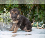 Small Photo #15 German Shepherd Dog Puppy For Sale in GRABILL, IN, USA
