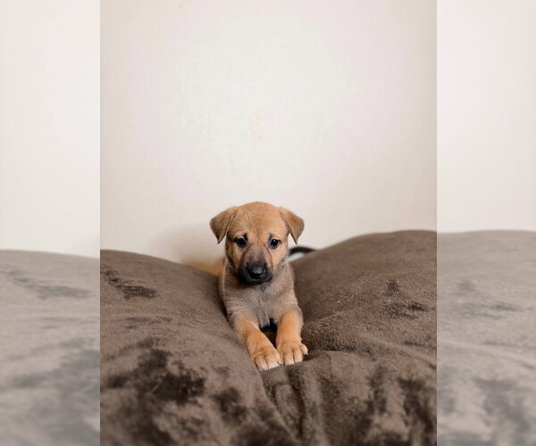 Medium Photo #1 German Shepherd Dog Puppy For Sale in Minneapolis, MN, USA