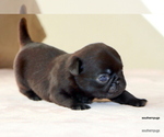 Small #9 Pug