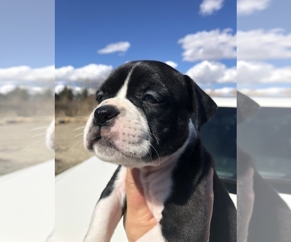 Medium Photo #8 Alapaha Blue Blood Bulldog Puppy For Sale in HARDIN, MT, USA