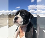 Small Photo #8 Alapaha Blue Blood Bulldog Puppy For Sale in HARDIN, MT, USA