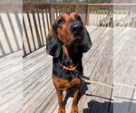 Small #4 Coonhound