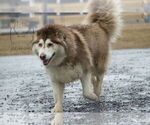 Small #9 Alaskan Malamute