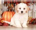 Small Photo #1 Shih-Poo Puppy For Sale in MOUNT VERNON, OH, USA