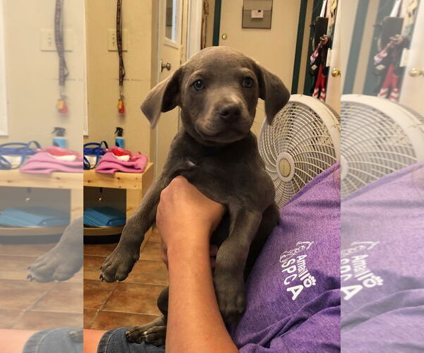 Medium Photo #2 American Pit Bull Terrier-Labrador Retriever Mix Puppy For Sale in Amarillo, TX, USA