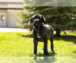 Small Photo #3 Neapolitan Mastiff Puppy For Sale in NAPPANEE, IN, USA