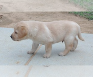 Labrador Retriever Puppy for sale in CALIENTE, CA, USA