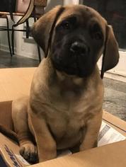 Mastiff Puppy for sale in PAULINE, SC, USA