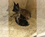 Small Photo #13 Belgian Malinois Puppy For Sale in BATESVILLE, IN, USA