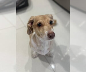 Marli (fostered in Miami, FL) - Male Dachshund Dog for Adoption - Photo #3