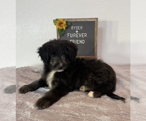 Aussiedoodle Miniature Puppy for sale in BLOOMFIELD, IN, USA