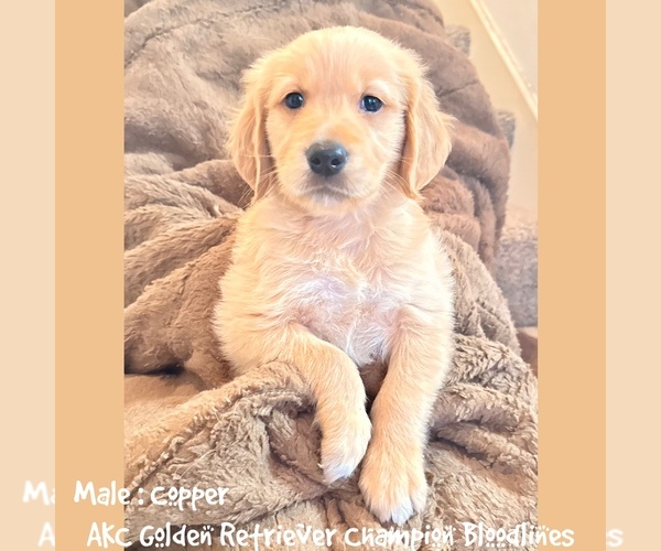 Medium Photo #1 Golden Retriever Puppy For Sale in SUGAR LAND, TX, USA