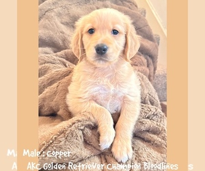 Golden Retriever Puppy for sale in SUGAR LAND, TX, USA