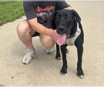 Small #2 Great Dane Mix