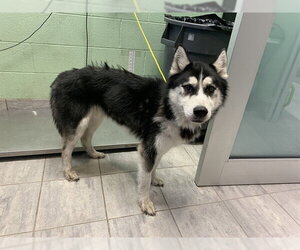 Siberian Husky-Unknown Mix Dogs for adoption in Grand Prairie, TX, USA