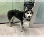 Small Siberian Husky Mix