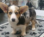 Small Pembroke Welsh Corgi