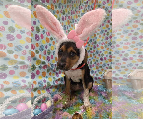 Medium Photo #7 Beagle-Black and Tan Coonhound Mix Puppy For Sale in Attalka, AL, USA