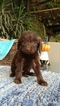 Small Photo #4 Labradoodle Puppy For Sale in FRESNO, CA, USA