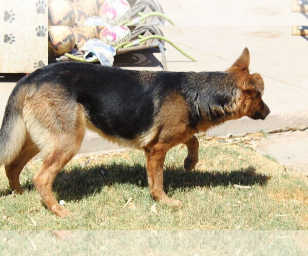 Medium Photo #2 Labrador Retriever-Unknown Mix Puppy For Sale in El Centro, CA, USA