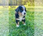 Small #4 Bernese Mountain Dog