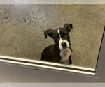 ARIEL - Female American Pit Bull Terrier Dog for Adoption - Small photo