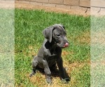 Small #21 Great Dane