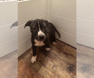 American Pit Bull Terrier Puppy for Sale in BROCKTON, Massachusetts USA