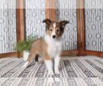 Small Photo #3 Shetland Sheepdog Puppy For Sale in NAPLES, FL, USA