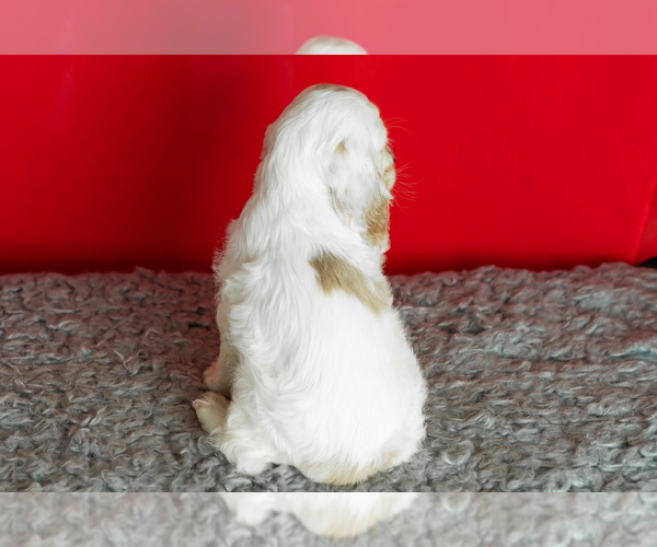Medium Photo #7 Cocker Spaniel Puppy For Sale in NAPPANEE, IN, USA