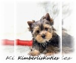 Small #4 Yorkshire Terrier