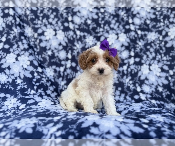 Medium Photo #6 Cavapoo (Miniature) Puppy For Sale in LAKELAND, FL, USA